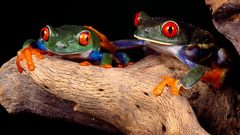 Leaf red wildlife Frogs