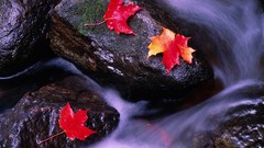 Leaf rocks Canada rivers