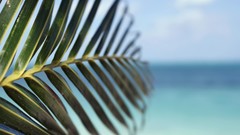 Leaf tropical palm trees