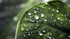 Leaf water drops depth