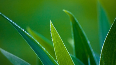 Leaf water drops flower