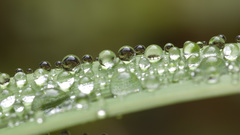 Leaf water drops macro