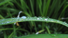 Leaf water drops nature