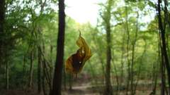 Leaffall baby Oh high