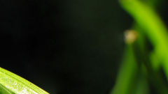 Leafscape right nature