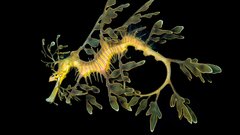 Leafy Seadragon