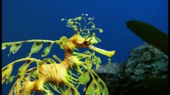 Leafyseadragon high