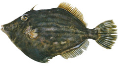 Leatherfish high Aquarium and