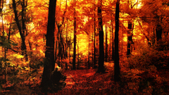 Leavea red orange nature