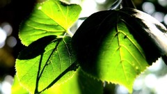 Leaves