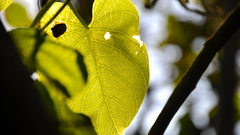 Leaves