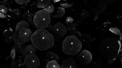 Leaves abstract monochrome