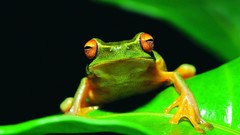 Leaves amphibians Red-Eyed Tree Frog