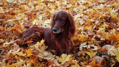 Leaves Animals autumn Dogs fallen leaves irish setter