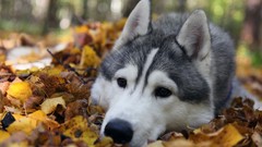 Leaves Animals autumn Dogs husky