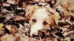 Leaves Animals autumn Dogs pets fallen leaves depth of field 