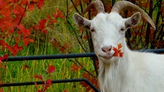 Leaves Animals autumn Goats