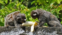 Leaves Animals bananas monkeys eating