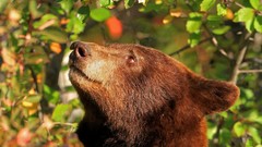 Leaves Animals Bears