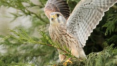 Leaves Animals Birds kestrel falcon bird