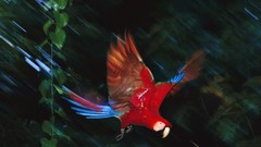 Leaves Animals Birds Parrots Scarlet Macaws