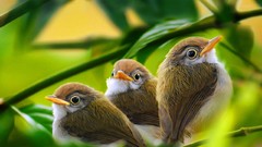 Leaves Animals branches white Green Birds brown baby birds