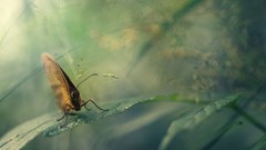 Leaves Animals Butterflies insects