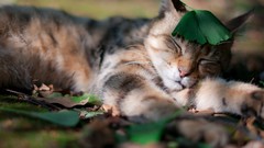 Leaves Animals cats fallen leaves