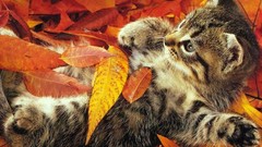 Leaves Animals cats Kittens pets