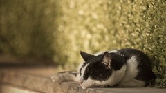 Leaves Animals cats sleeping bokeh