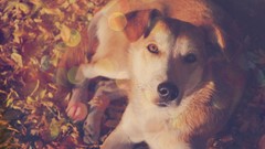 Leaves Animals Dogs fallen leaves