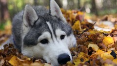 Leaves Animals Dogs fallen leaves