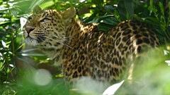 Leaves Animals foliage Leopards bokeh