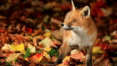 Leaves Animals foxes
