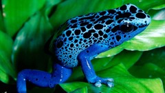 Leaves Animals Frogs amphibians Poison Dart Frogs Dentrobates 