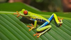 Leaves Animals Frogs amphibians Red-Eyed Tree Frog