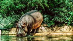 Leaves Animals hippopotamus drinking HDR Photography