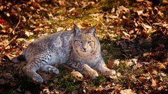 Leaves Animals lynx