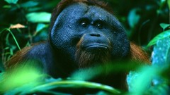 Leaves Animals male orangutans