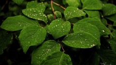 Leaves Animals rain drops
