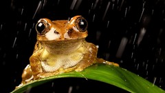 Leaves Animals rain Frogs amphibians