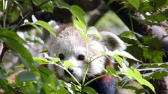 Leaves Animals red pandas
