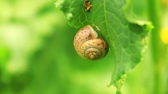 Leaves Animals snails molluscs