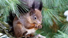 Leaves Animals squirrels