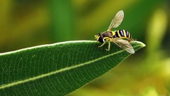 Leaves Animals wasp insects