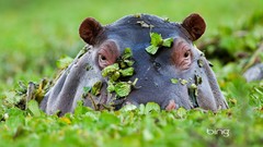 Leaves Animals water hippopotamus bing