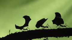 Leaves ants insects silhouettes