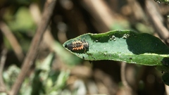 Leaves aphids Honeysuckle ladybirds