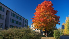 Leaves are glowing nice