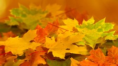 Leaves autumn
